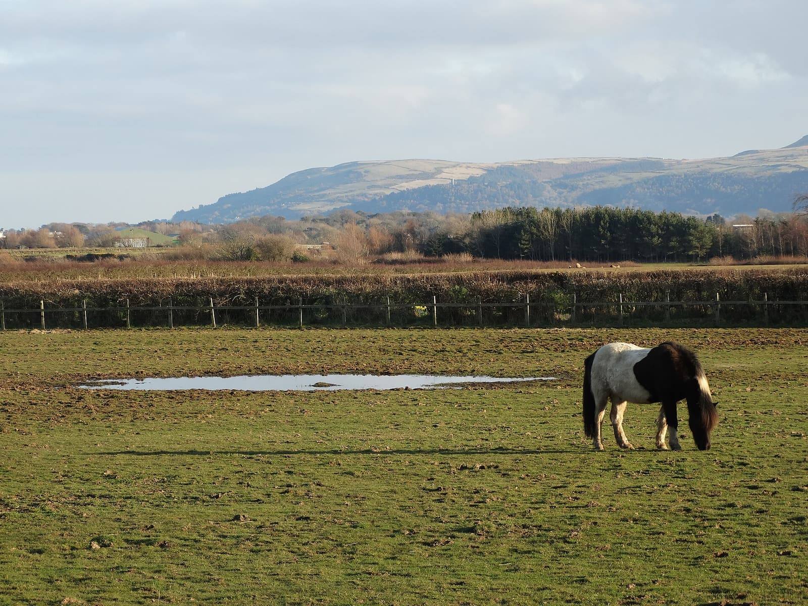 A horse grazing in a wide green field near Andreas, with trees and the hills of North Barrule in the distance.