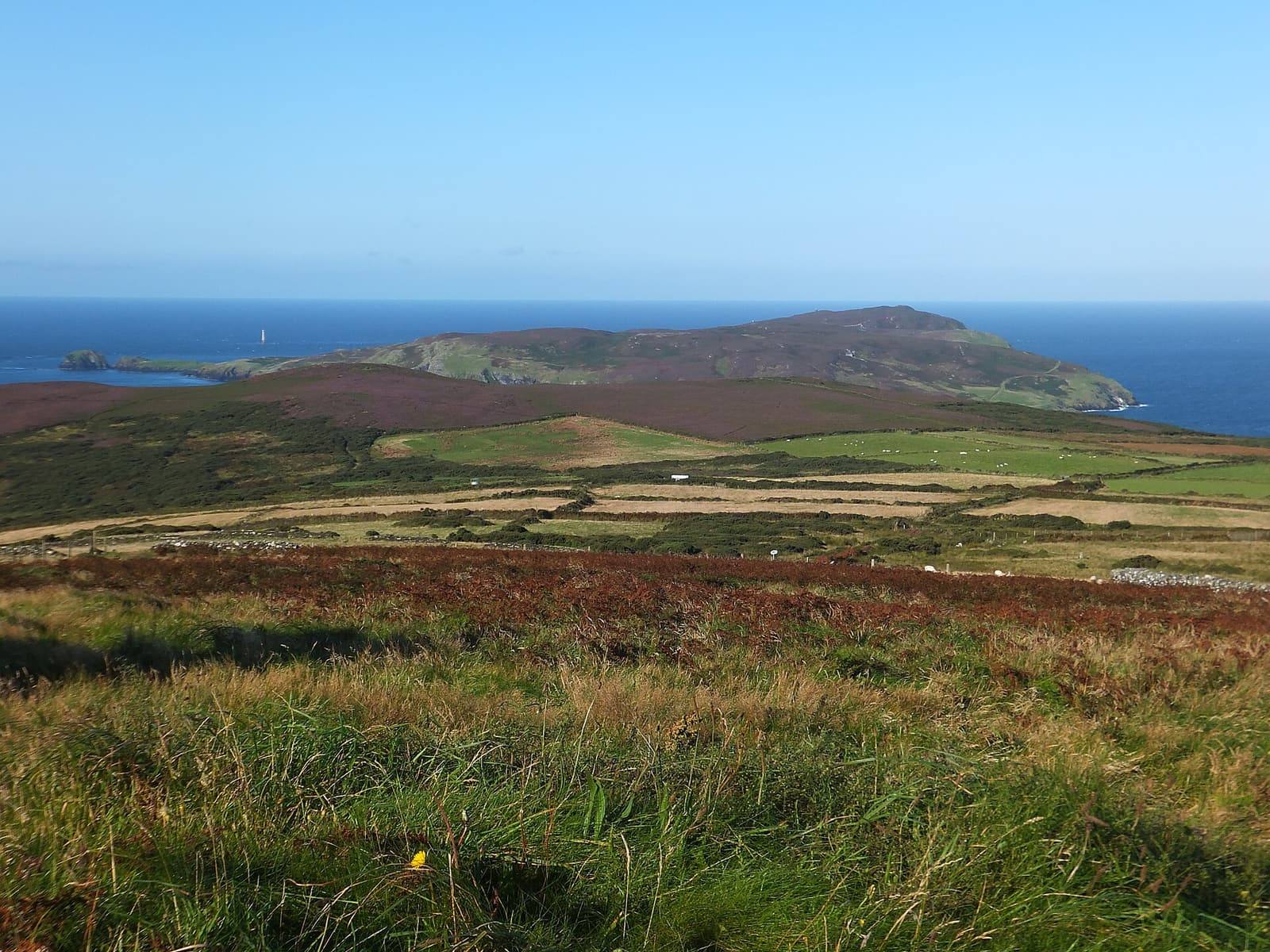 Rough grass and heather in the foreground, sloping down to the sea and the Calf of Man under a clear blue sky.