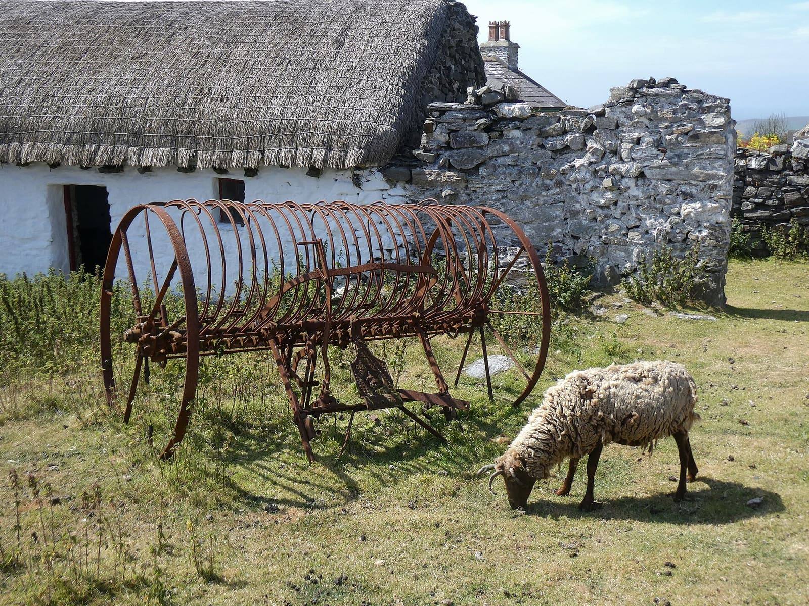 A brown Manx Loaghtan sheep grazing beside an old hay rake and a thatched cottage at Cregneash.