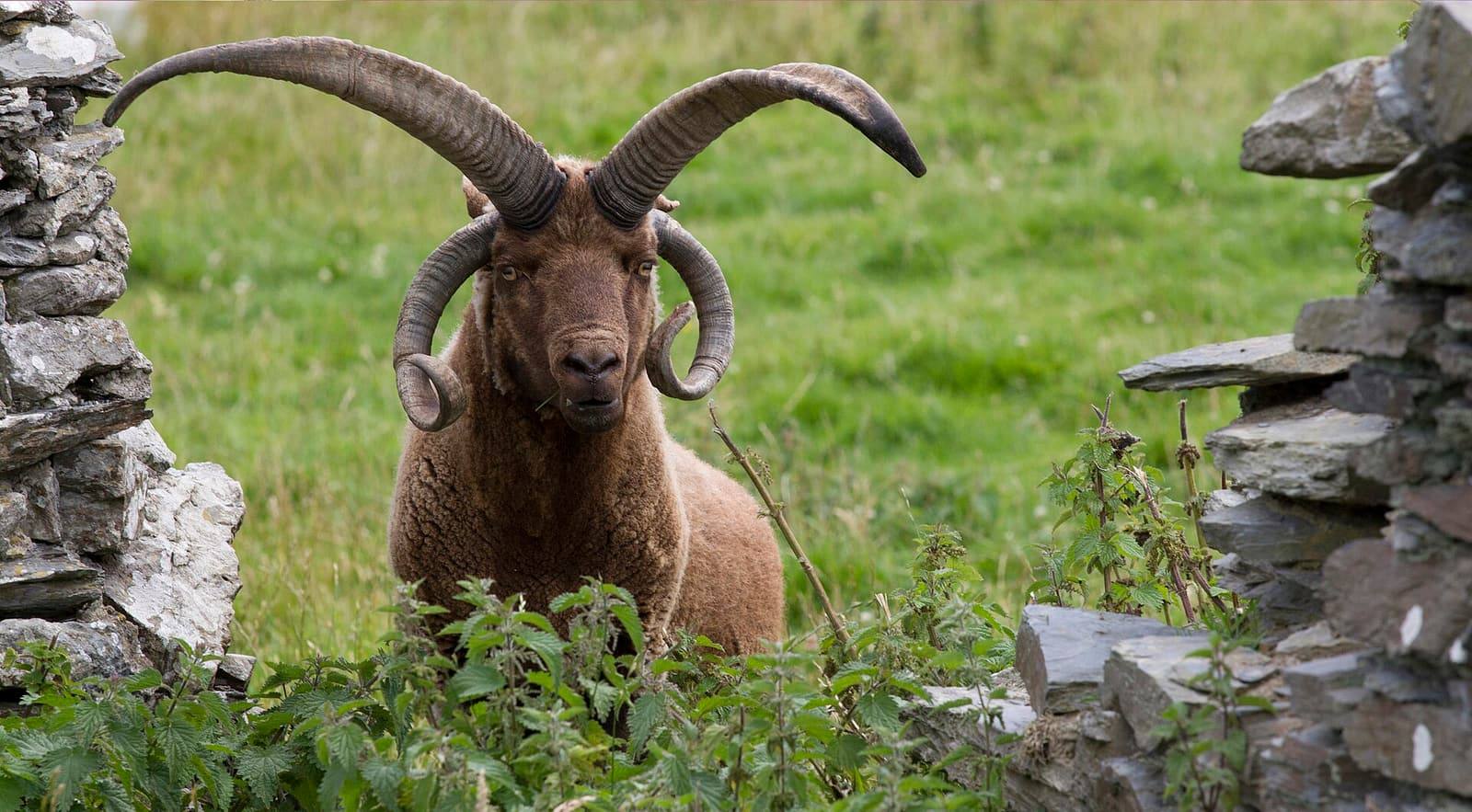 A brown Manx Loaghtan ram with four curling horns looks over nettles between two dry-stone walls.