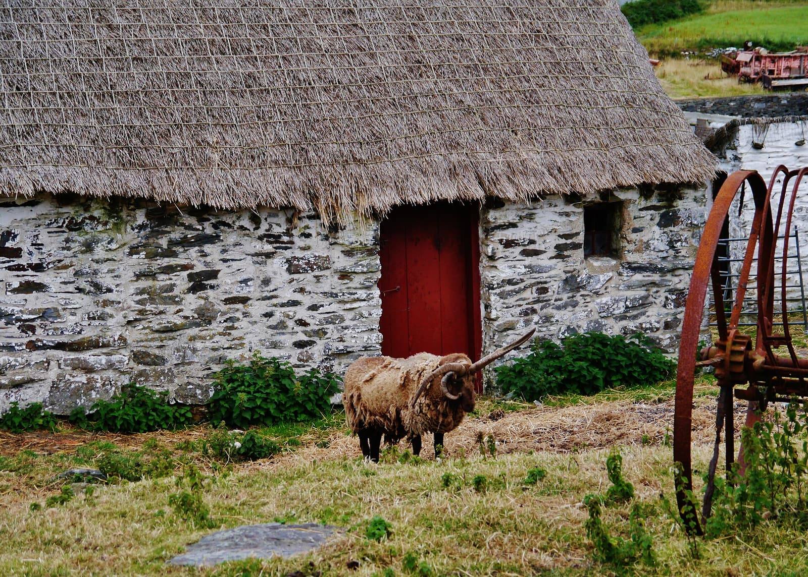 A shaggy brown horned sheep stands in front of a whitewashed stone cottage with a thatched roof and red door, beside an old rusty hay rake.