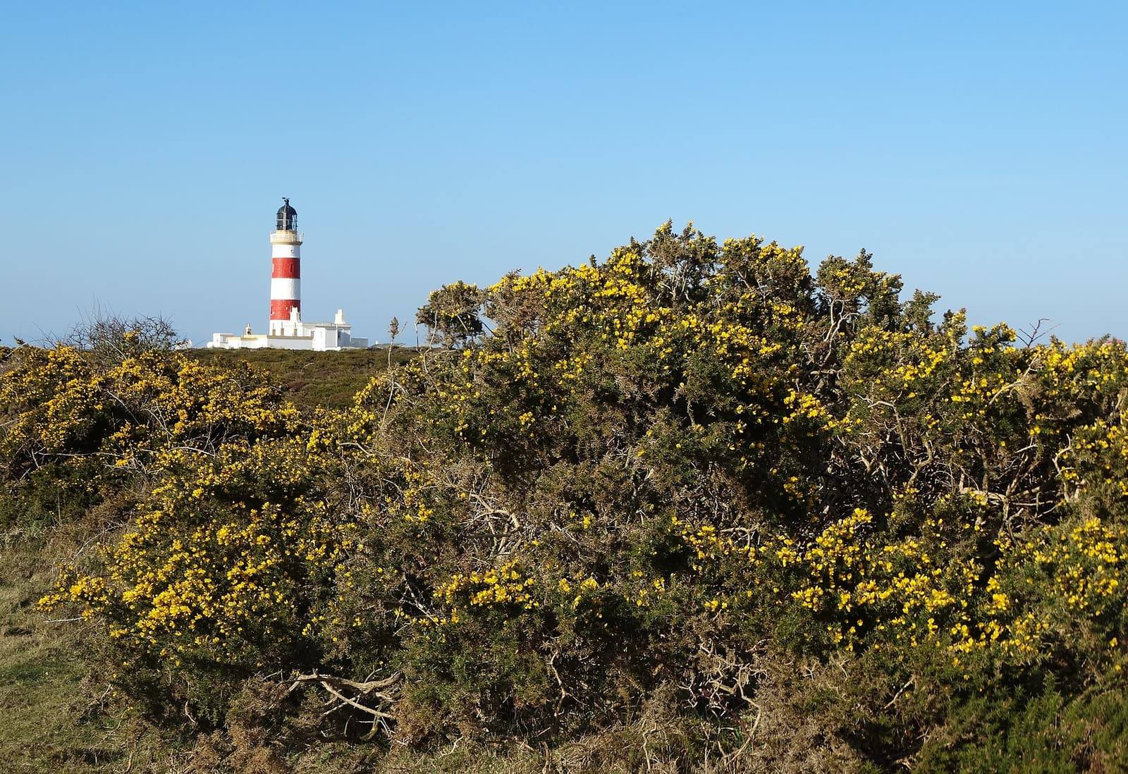 Yellow-flowering gorse in the foreground with the red-and-white striped Point of Ayre lighthouse beyond under a blue sky.