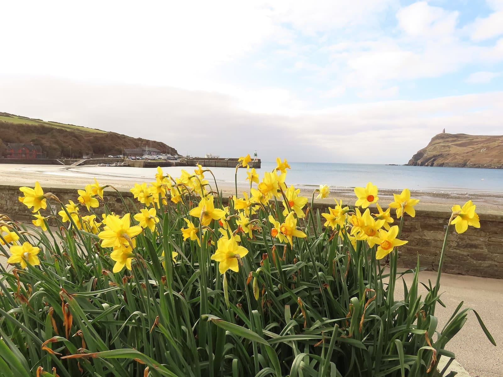 A clump of yellow daffodils in the foreground, with Port Erin's beach and Bradda Head behind.